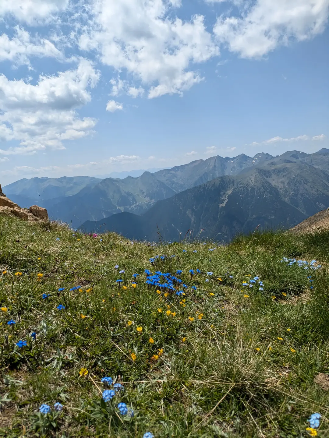Alpine flowers