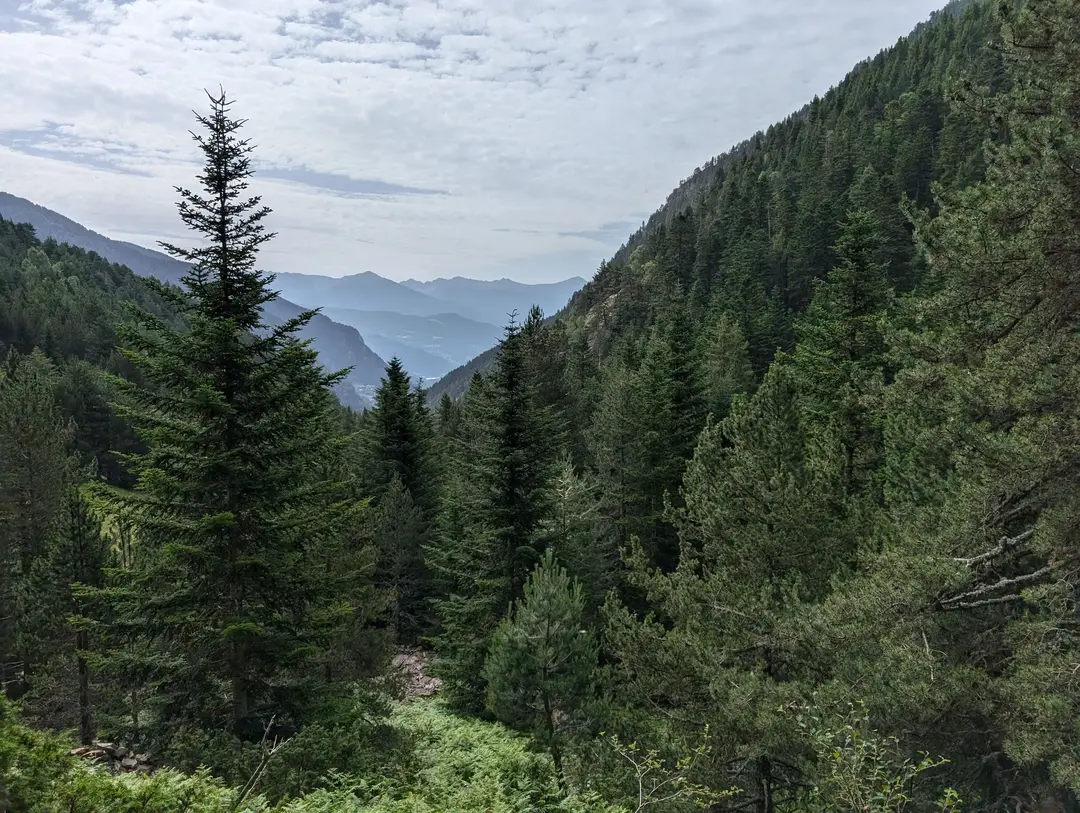 Lush coniferous trees in the Arinsal valley.