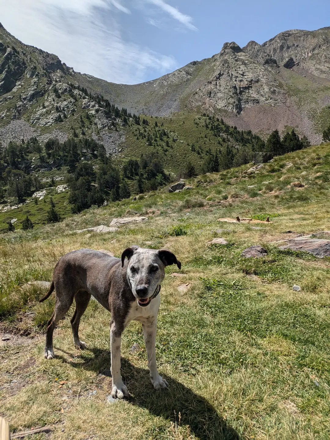 A dog at the Comapedrosa Refuge